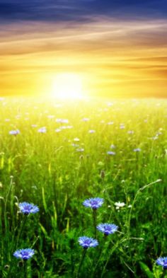 the sun shines brightly over a field of wildflowers