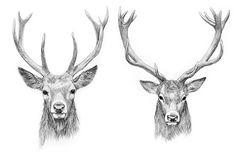 two deer heads with antlers drawn in pencil