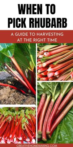 red rhubars growing in the garden with text overlay that reads when to pick rhubarb