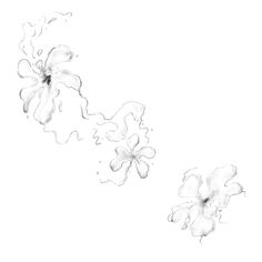 an ink drawing of two flowers on a white background