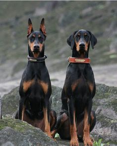 two black and brown dogs sitting next to each other on top of a rocky hillside