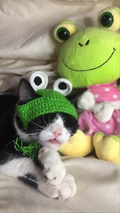 Tejido a crochet, personalizado en cualquier talla Crochet Cat Hat Frog, Green Cat Hat Crochet, Crochet Dog Frog Hat, Dog Frog Hat, Cats With Frog Hats, Frog Hat Crochet, Frog Hat, Hat Crochet, Slippers