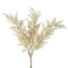 some white flowers are in a vase on a table and is isolated against a white background