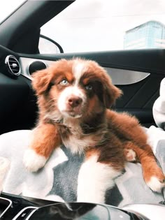 a brown and white dog sitting on top of a blanket in the back seat of a car