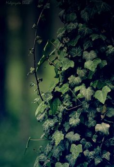 ivy growing up the side of a tree