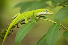 a green lizard sitting on top of a leaf covered tree branch