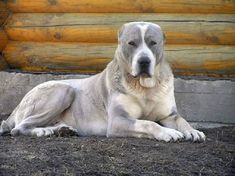 a large white dog laying on top of a dirt ground next to a wooden wall