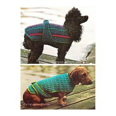 two pictures of a dog wearing sweaters on the same page, one is brown and the other is green