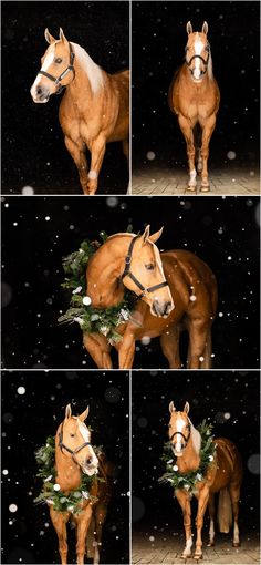 four photos of horses in the snow with christmas wreaths on their heads and noses