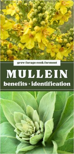 an image of mullen plants with the title below it