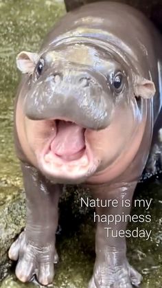 a baby hippopotamus with its mouth open and tongue out