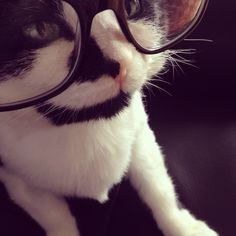 a black and white cat with glasses on it's face