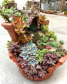 there are many succulents in the potted planter