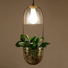 a plant in a glass vase hanging from a light fixture