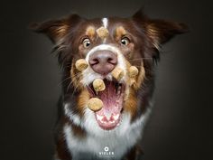 a brown and white dog with his mouth full of food in it's teeth