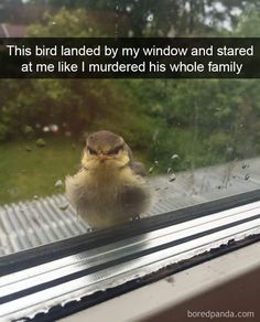 a small bird sitting on top of a window sill