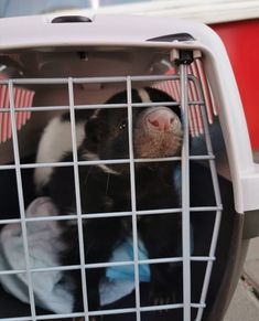 a black and white animal in a cage