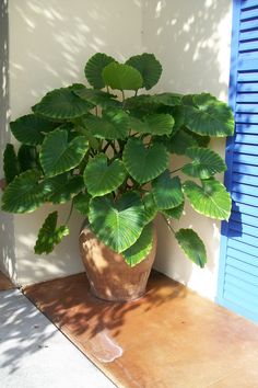 a large potted plant sitting on top of a wooden table next to a blue door