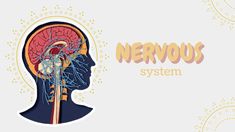 the nervous system and its functions in humans'head, with text that reads nervous system