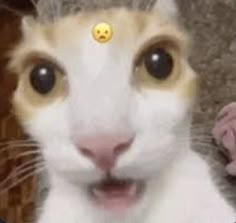 a cat with a smiley face has a yellow smile on it's forehead and is looking at the camera