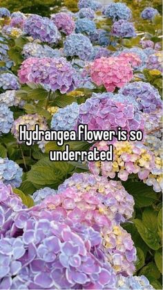 purple and blue flowers with the words hydrangea flower is so underrated on them