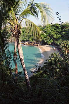 a palm tree sitting on top of a lush green hillside next to the ocean and beach