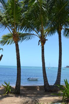 palm trees line the beach with boats in the water