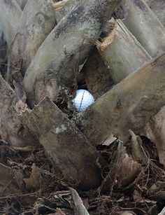 a golf ball sitting in the middle of a pile of tree branches and debris on the ground