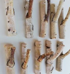 several different types of birch trees on a white surface