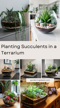 there are many different types of plants in the vases on the table and below them is an article about plant succulents in a terrarium