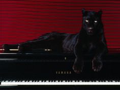 a black dog is sitting on top of a piano in front of a red wall