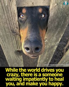 a black and brown dog sticking its head out of a wooden fence with the caption while the world drives you crazy, there is a someone waiting patiently to heal