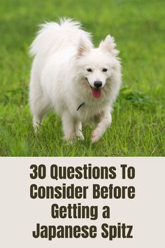 a white dog running in the grass with its tongue out and text overlaying it that reads 30 questions to consider before getting a japanese spiter