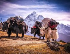 three yaks with saddles on their backs are walking up a hill in the mountains