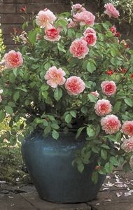 a large blue vase filled with pink flowers