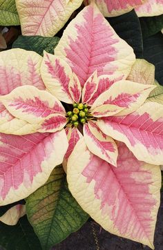 a pink and white poinsettia with green leaves