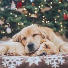 two golden retriever puppies cuddle on a blanket in front of a christmas tree