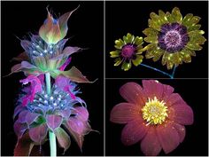 four different types of flowers are shown together