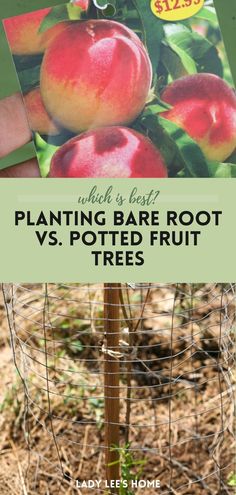 Wondering about bare root vs. potted fruit trees? Discover the pros and cons of each and how to plant them properly.