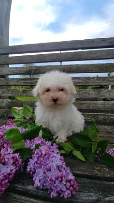 a small white dog sitting on top of a wooden bench next to purple lilacs