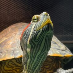 a close up of a turtle in a cage