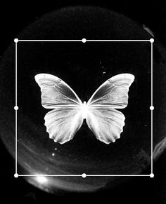 a black and white photo of a butterfly in a square frame with dots around it