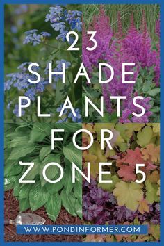 purple flowers and green plants with text overlay that reads 23 shade plants for zone 5