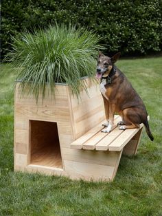 a dog sitting on a wooden bench with a planter in it's lap