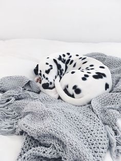 a dalmatian dog curled up in a blanket on top of a white bed