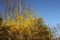 yellow flowers are blooming on the branches of trees in front of a blue sky