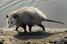 an oposs walking on the sand near water