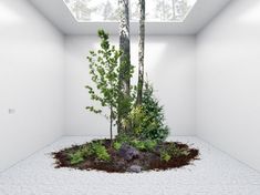 an empty room with a tree in the middle and plants growing out of the floor