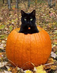 a black cat is sitting in a pumpkin