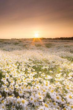 a field full of white daisies with the sun setting in the distance behind it